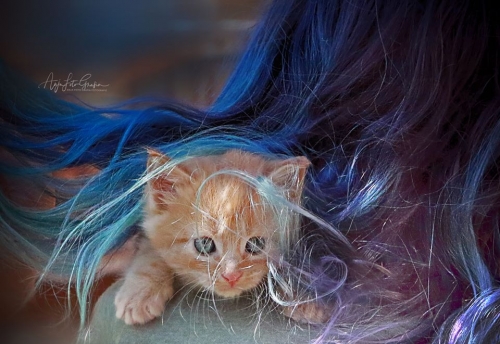 Luna Haare und Katze